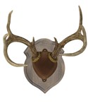 Antler Mount Kits